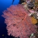 fan_sea_bh_v_0165_pal0696.jpg